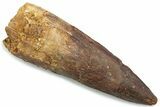 Fossil Spinosaurus Tooth - Real Dinosaur Tooth #381074-1